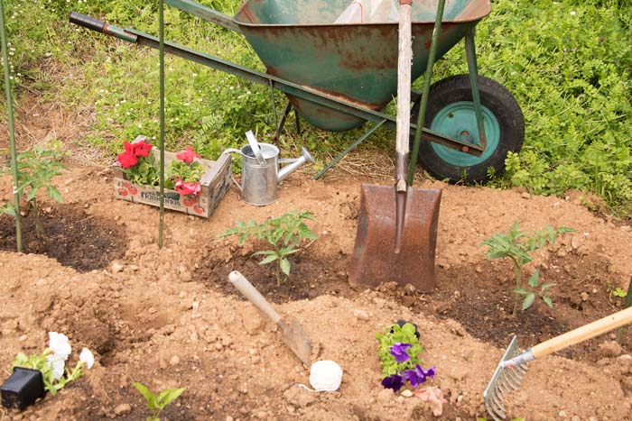 Planting Tomato In Trench