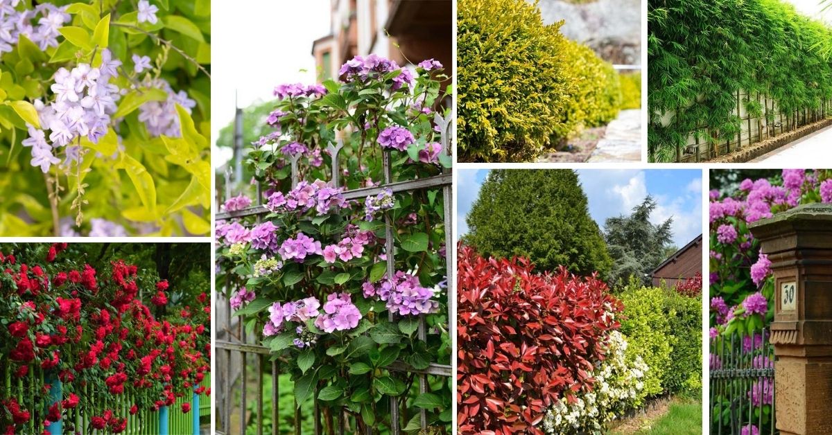 Plants You Can Grow As Privacy Fence