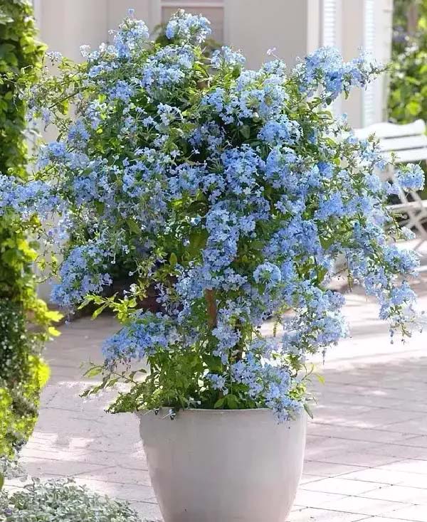 Plumbago-To-Grow-In-Container #blueflowers #gardencontainers #decorhomeideas