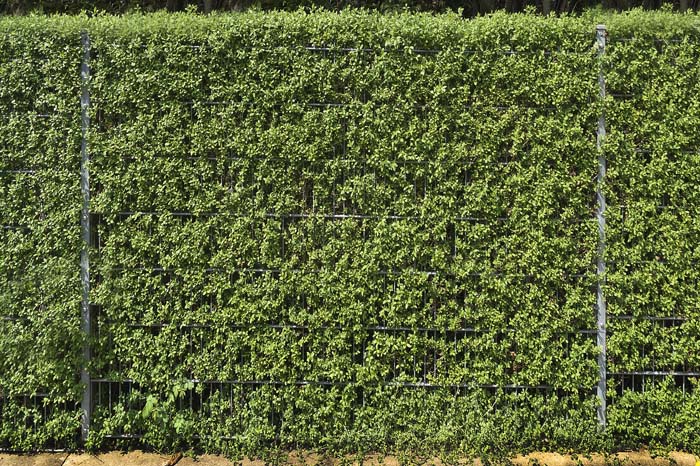 Privet #privacyfence #plants #decorhomeideas