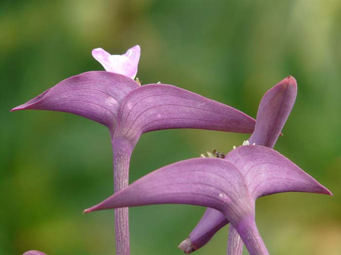 Purple Heart #groundcoverforshade #plants #flowers #decorhomeideas