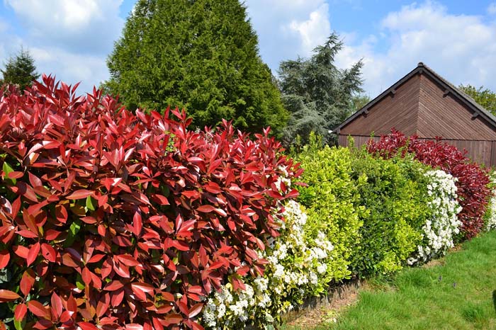 Red Tip Photinia #privacyfence #plants #decorhomeideas