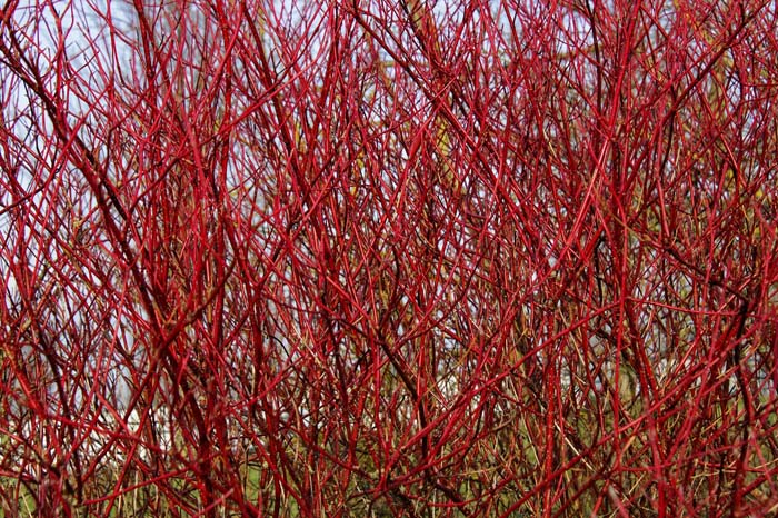 Red Twig Dogwood #privacyfence #plants #decorhomeideas