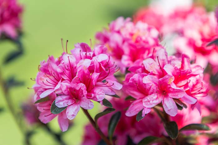 Rhododendron/Azalea #bloomingtrees #summertrees #decorhomeideas