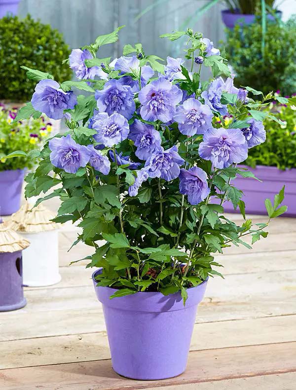 Rose of Sharon-To-Grow-In-Container #blueflowers #gardencontainers #decorhomeideas