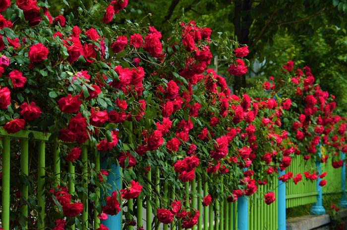 Roses #privacyfence #plants #decorhomeideas