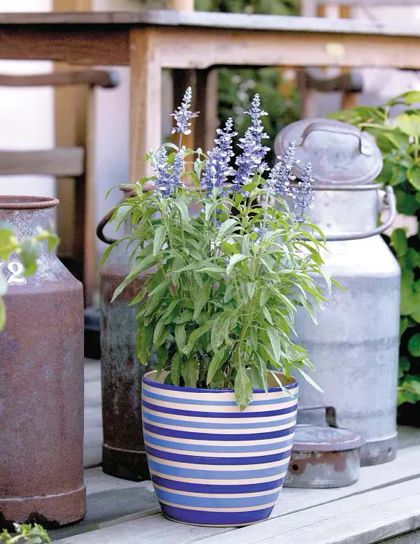 Salvia-To-Grow-In-Container #blueflowers #gardencontainers #decorhomeideas