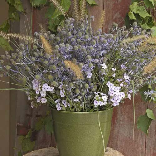 Sea Holly-To-Grow-In-Container #blueflowers #gardencontainers #decorhomeideas