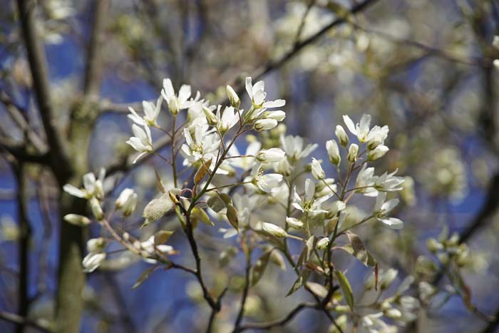 Serviceberry #bloomingtrees #summertrees #decorhomeideas