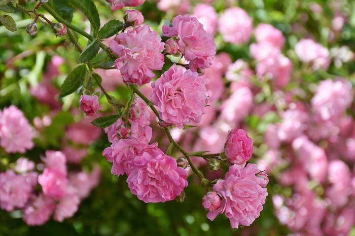 Shrub Rose #bloomingtrees #summertrees #decorhomeideas