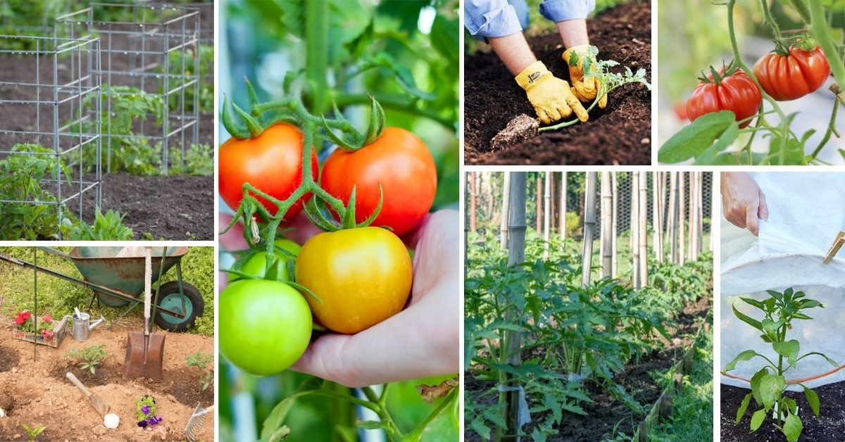 Simple Steps To Grow Plenty Of Tomatoes