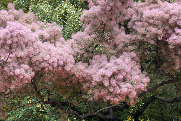 Smoke Tree #bloomingtrees #summertrees #decorhomeideas