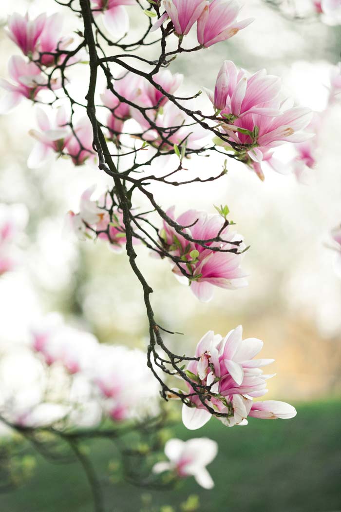 Southern Magnolia #bloomingtrees #summertrees #decorhomeideas