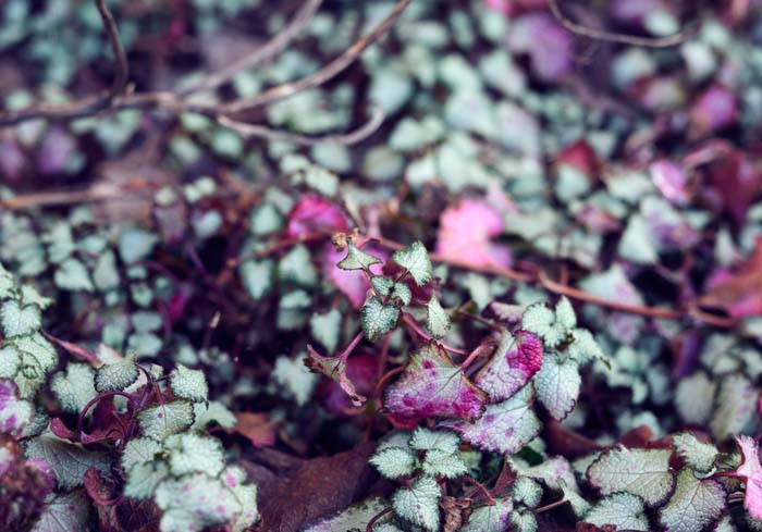 Spotted Dead-nettle #groundcoverforshade #plants #flowers #decorhomeideas