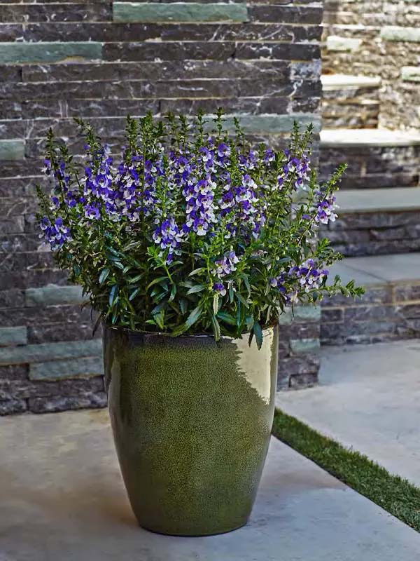 Summer Snapdragon-To-Grow-In-Container #blueflowers #gardencontainers #decorhomeideas