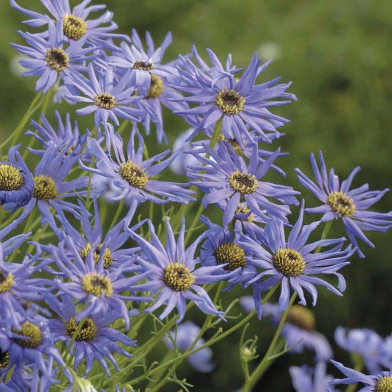 Swan River Daisy-To-Grow-In-Container #blueflowers #gardencontainers #decorhomeideas