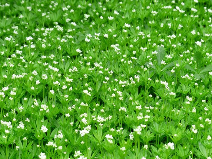 Sweet Woodruff #groundcoverforshade #plants #flowers #decorhomeideas