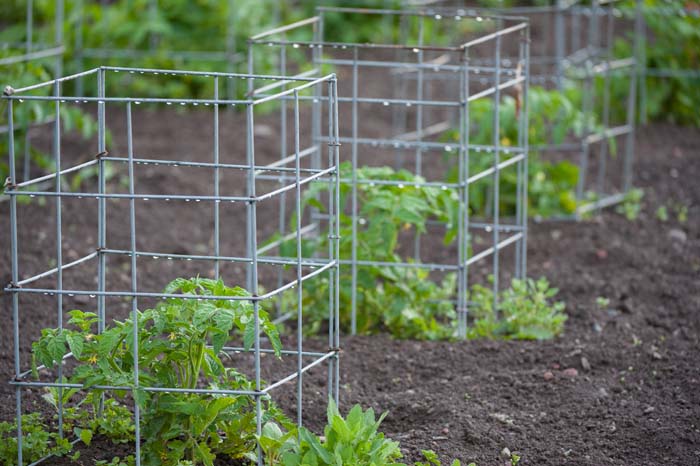 Tomato Cage