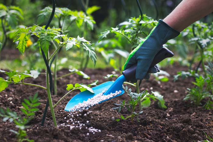 Tomato Fertilizer