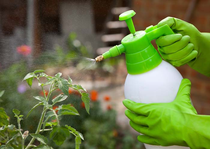 Tomato Spraying Fertilizer