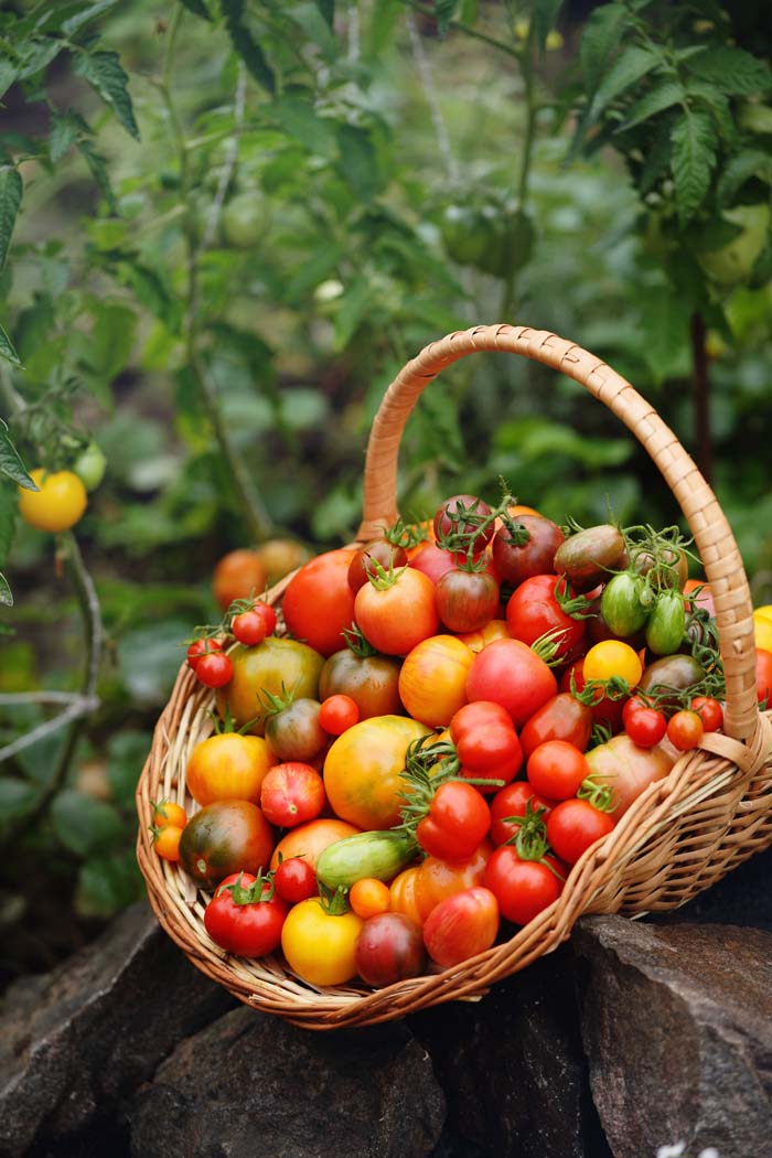 Tomato Varieties