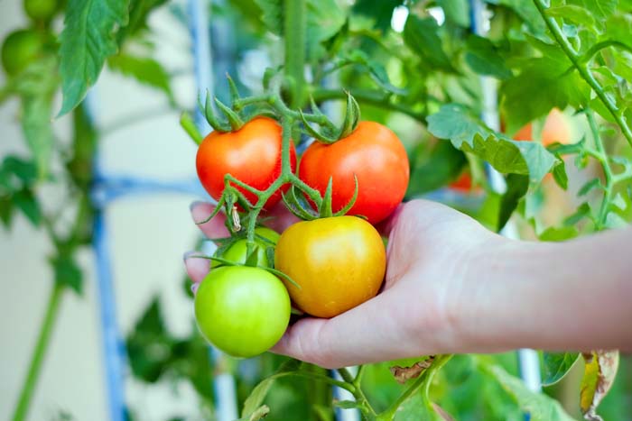Tomatoes In Garden