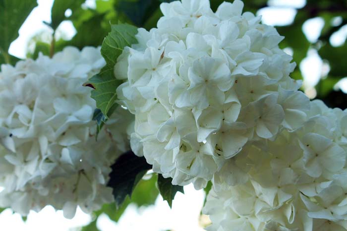 Tree Hydrangea #bloomingtrees #summertrees #decorhomeideas