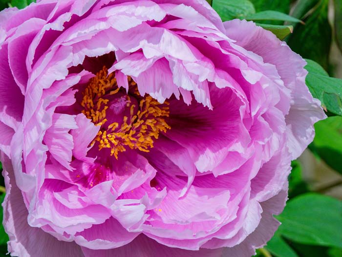 Tree Peony (Paeonia suffruticosa) #floweringplants #biggestblooms #decorhomeideas