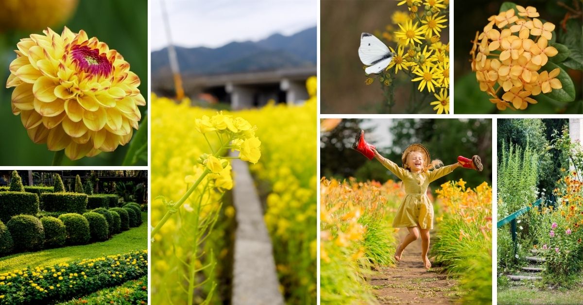 Types Of Yellow Flowers