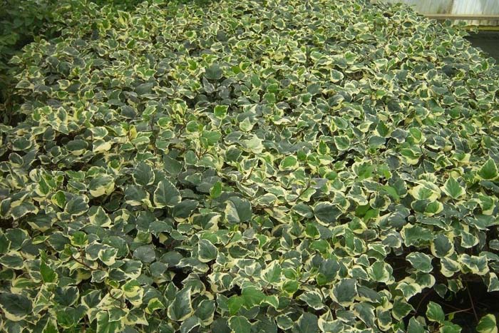 Variegated Ground Ivy #groundcoverforshade #plants #flowers #decorhomeideas