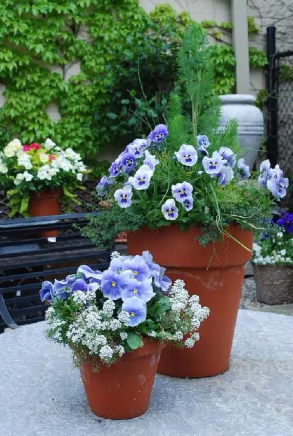 Viola/Pansy-To-Grow-In-Container #blueflowers #gardencontainers #decorhomeideas