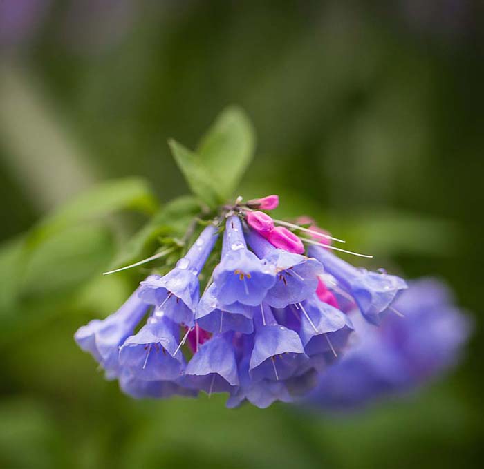 Virginia Bluebells-To-Grow-In-Container #blueflowers #gardencontainers #decorhomeideas