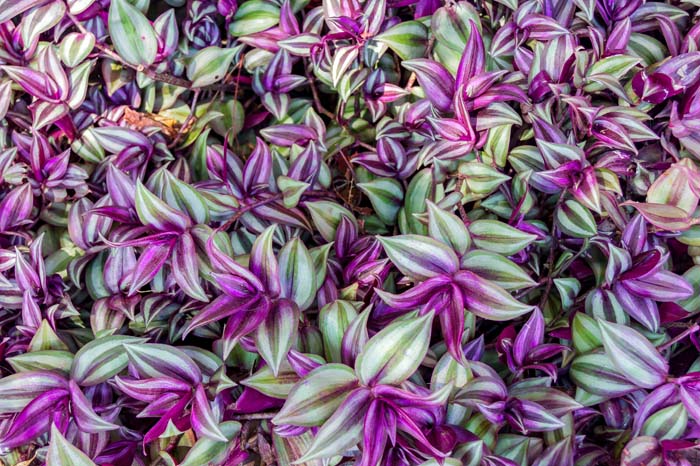 Wandering Jew #groundcoverforshade #plants #flowers #decorhomeideas