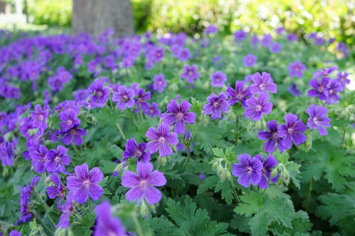 Wild Geranium #groundcoverforshade #plants #flowers #decorhomeideas