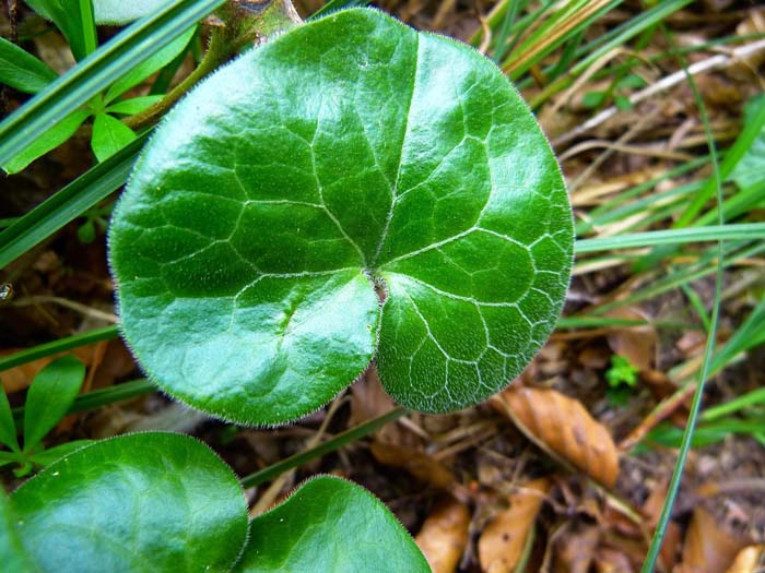 Wild Ginger #groundcoverforshade #plants #flowers #decorhomeideas