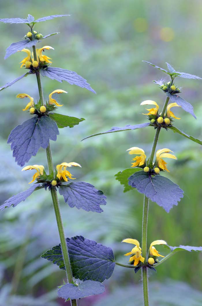 Yellow Archangel #groundcoverforshade #plants #flowers #decorhomeideas