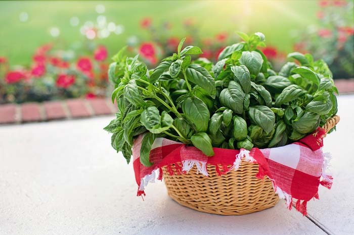 Basil Plant To Repel Wasps From Garden