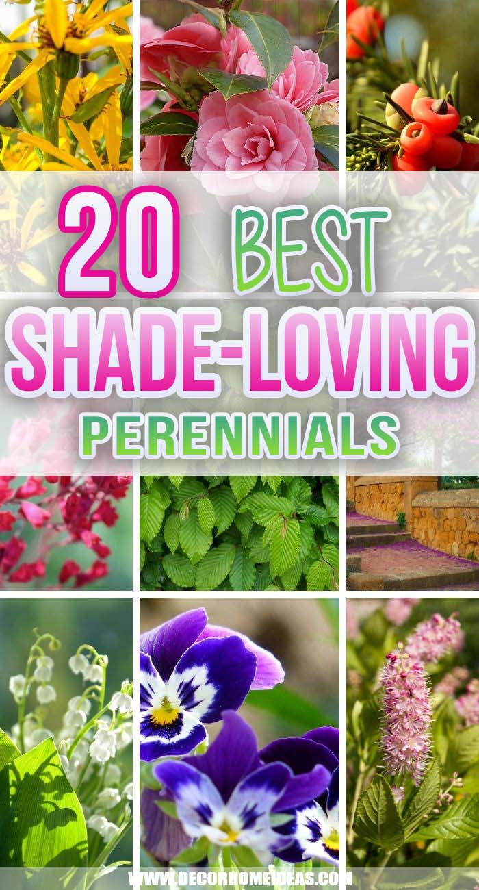 Best Shade Loving Perennials. Is your backyard lacking any sunlight? Well, these shade-loving perennials could turn it into a beautiful and charming garden where you can spend summer days. #decorhomeideas