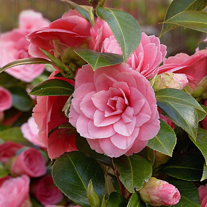 Camelia #shadelovingperennials #decorhomeideas