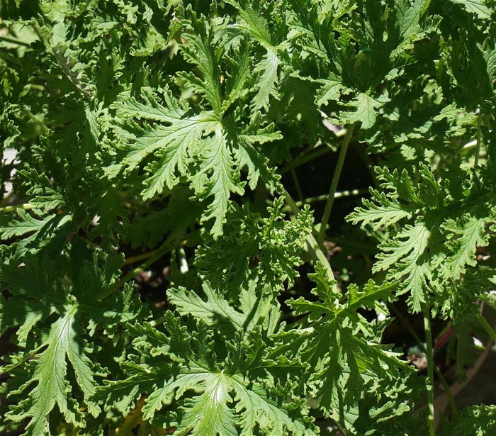 Citronella #waspsrepellingplants #garden #decorhomeideas