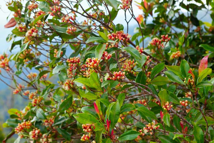 Cloves #waspsrepellingplants #garden #decorhomeideas