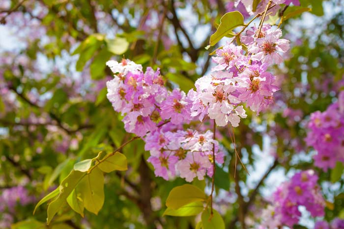 Crape Myrtle #shadelovingperennials #decorhomeideas