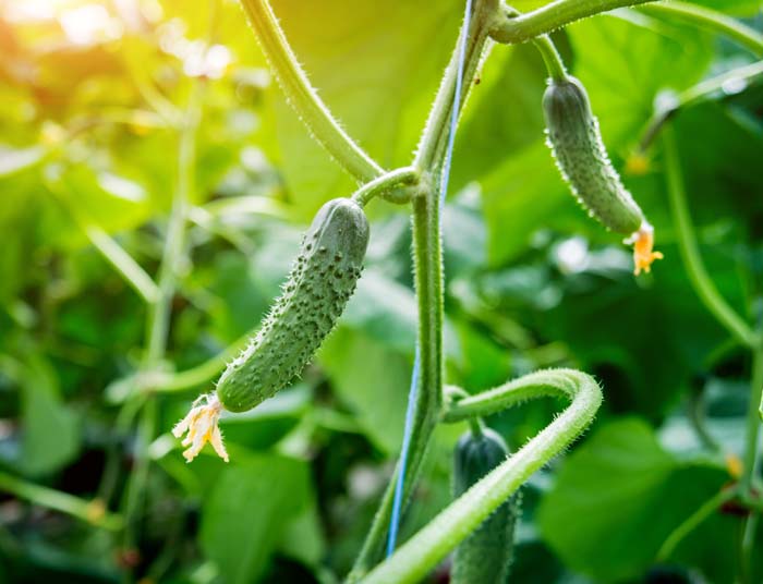 Cucumber #waspsrepellingplants #garden #decorhomeideas