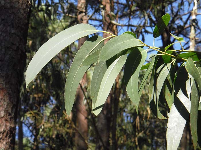 Eucalyptus #waspsrepellingplants #garden #decorhomeideas