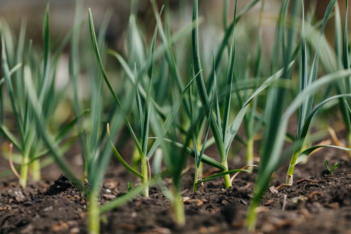 Garlic #waspsrepellingplants #garden #decorhomeideas