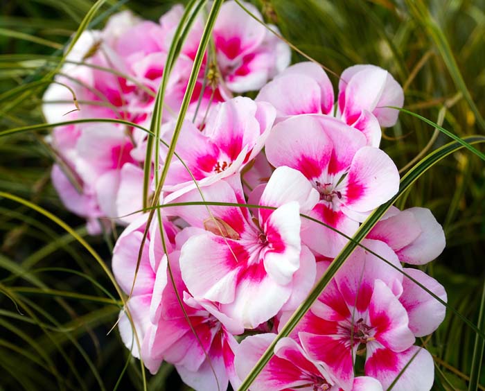 Geraniums #waspsrepellingplants #garden #decorhomeideas