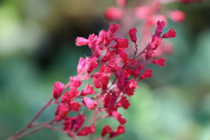 Heuchera (Coral Bells) #shadelovingperennials #decorhomeideas