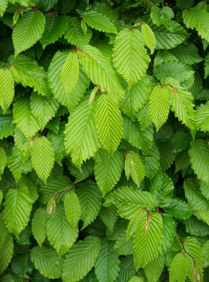 Hornbeam (Ironwood or Musclewood) #shadelovingperennials #decorhomeideas