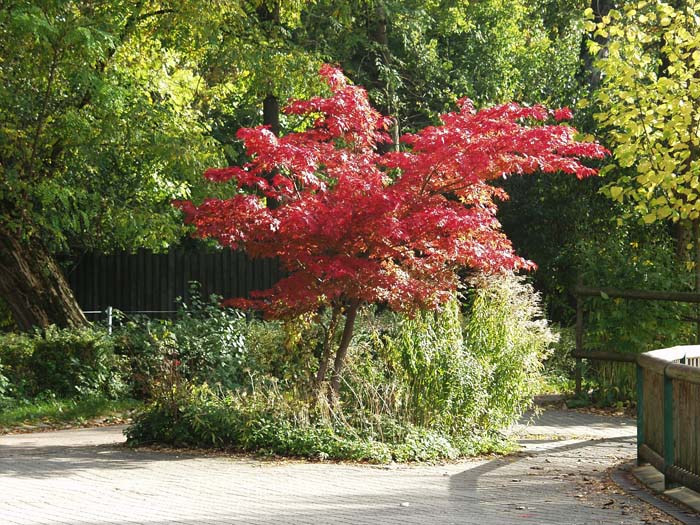 Japanese Maple #shadelovingperennials #decorhomeideas