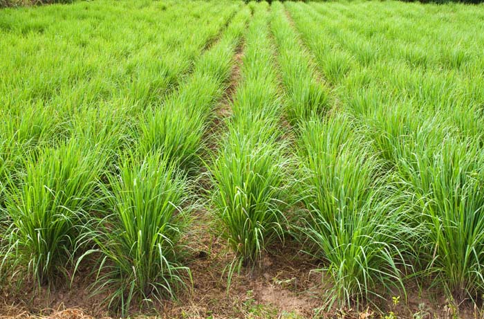 Lemongrass #waspsrepellingplants #garden #decorhomeideas